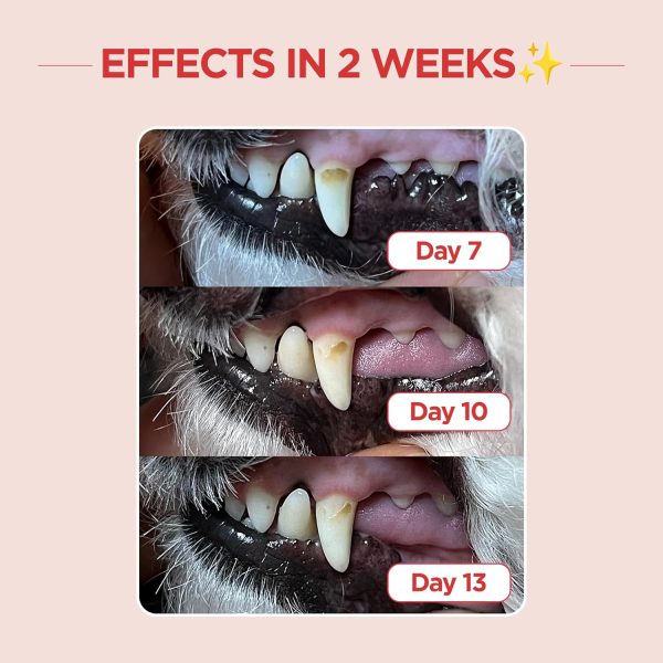 JNK Pet Toothbrush Diagonal Bristles Cat Dog Dental Care-2