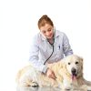 Vetriuntrix Dog Dental Powder Natural Plaque Remover Fresh-4
