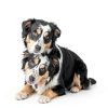 NPIC Dog Dental Chews Probiotics Grain Free Natural-1