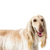 Dog Dental Water Additive Pawfy Fresh Breath-4